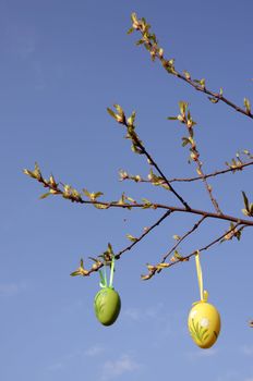 Two Easter eggs hanging on a spring tree burgeon branches