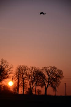 Unforgettable spring sunset and white stork floating high in the sky.