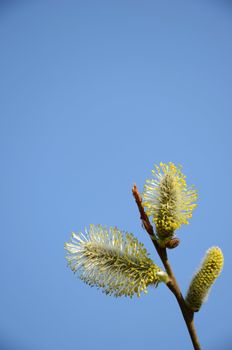 Close-up of pussy-willow blooms looks like a gold colored spring flowers.