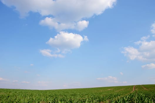 Agricultural green fields in spring on the background of blue sky.