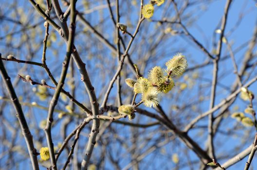 Pussy-willows is the first sign for departing winter and coming spring.