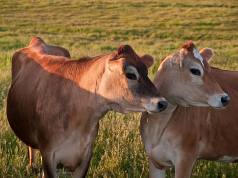 Curious cows grazing in a lush green field    