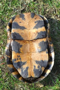 Plastron of a Blandings Turtle (Emydoidea blandingii) in northern Illinois.