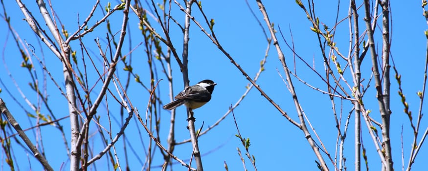 Black-capped Chickadee (Poecile atricapillus) perched in a thicket of willows.