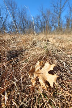 A sunlit prairie at Atwood Park in northern Illinois.