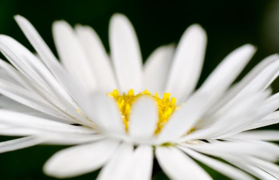 macro shot of common daisy