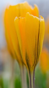 closeup of crocus flower