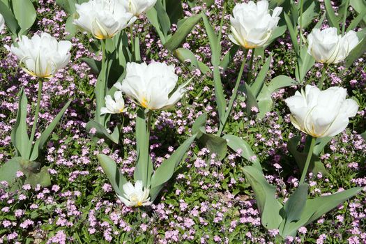 a bed of white tulips and forget-me-not