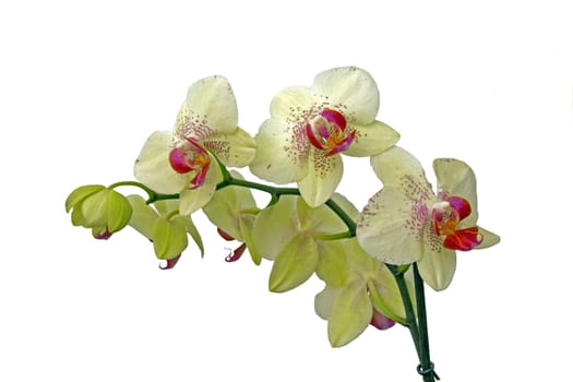 Orchid: in flower language, seduction and sensuality