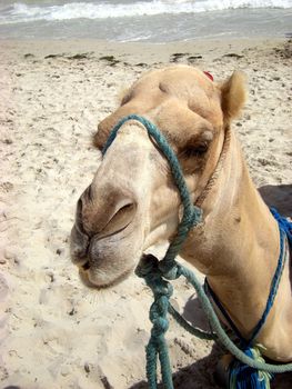 portrait of a camel for tourists at seasid
