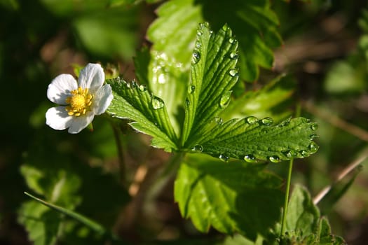 Wild strawberry flower dismissed early in the morning