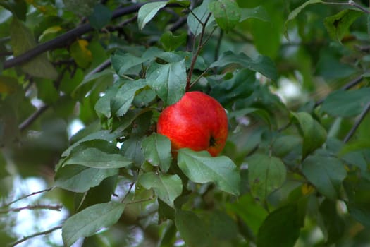 The red apple hanging on a branch among foliage