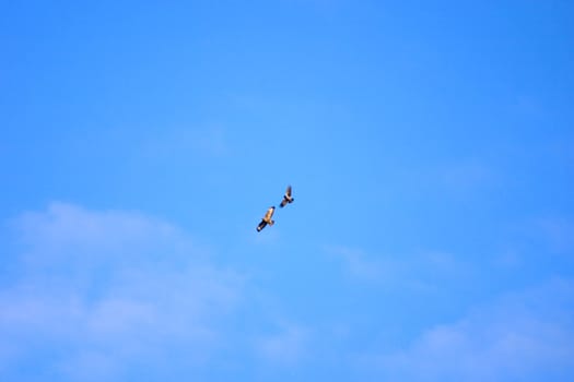 Two birds soaring in the blue sky