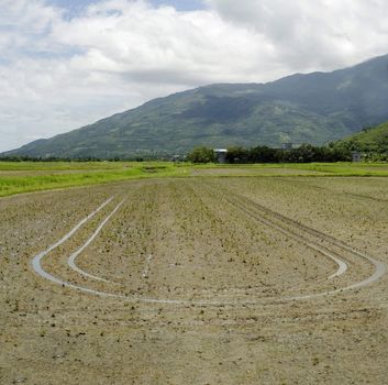 It is dried farm after harvest that left a sign of power tiller.