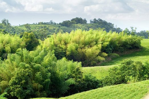 Here is a green grassland with bamboo.