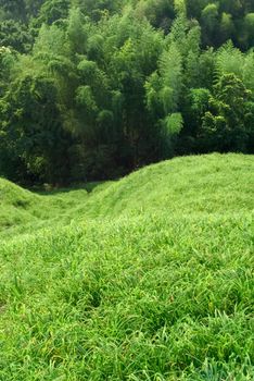 Here is a green grassland with bamboo.