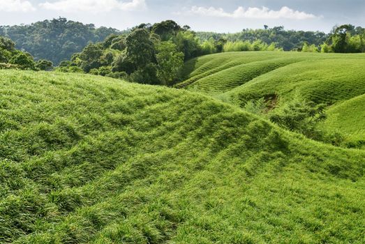 It is a beautiful green grassland here.