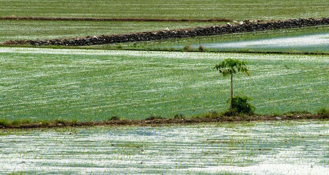 It is a beautiful green rice farm with one tree.