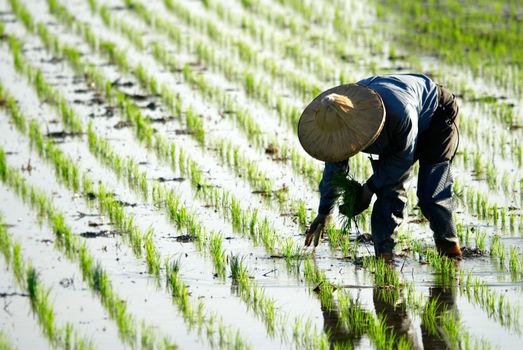 There is a farmer working in the farm.