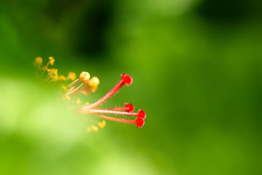 It is a beautiful rose mallow in macro.