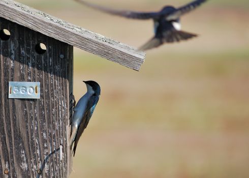 A  tree swallows perched on a nesting box.