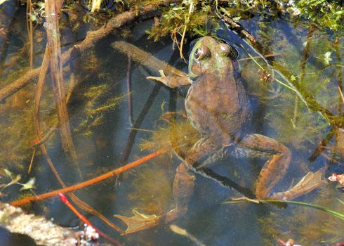 A bullfrog well concealed in a swamp.