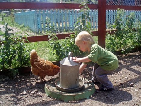 boy feeding chicken