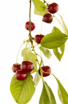 Red cherry with leaf on white background