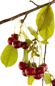 Red cherry with leaf on white background