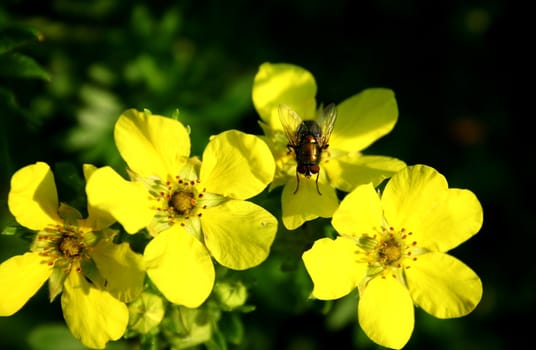 A fly lands on sun covered buttercup flowers