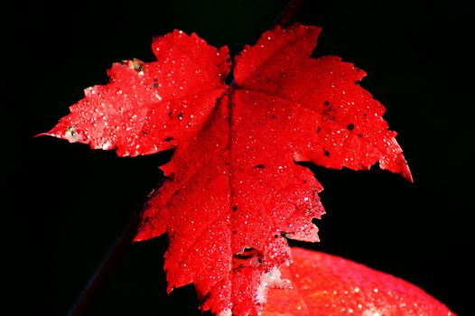 Sun beaming over a rich red maple leaf