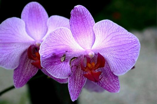 Duo of purple orchids from Caribbean garden