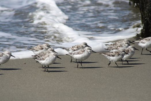 Western Sandpiper Birds on Doran Beach