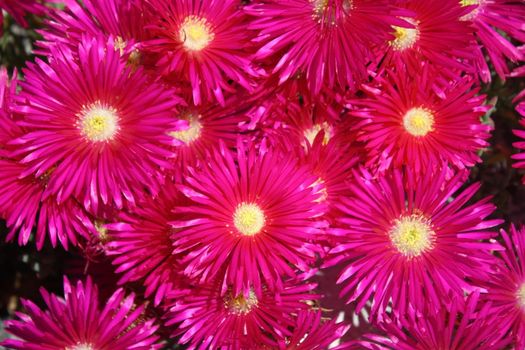 Pink Daisies in Bodega Bay