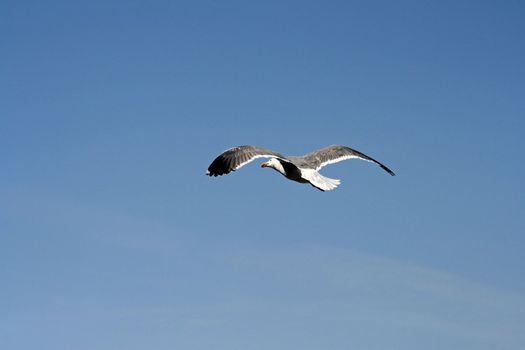 Seagull in Flight Bodega Bay