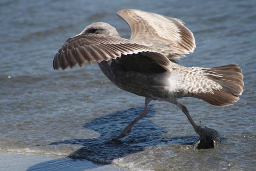 Seagull Walking on Doran Beach