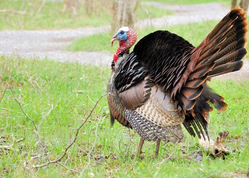 Strutting male wild turkey displaying in the spring mating season.