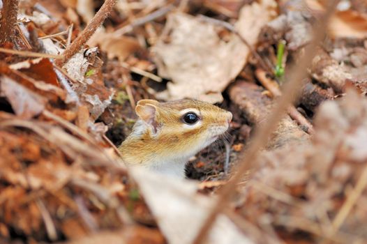 An eastern chipmunk head poking out of his hole on the woods floor.