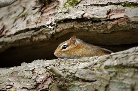 An eastern chipmunk perched inside a log.