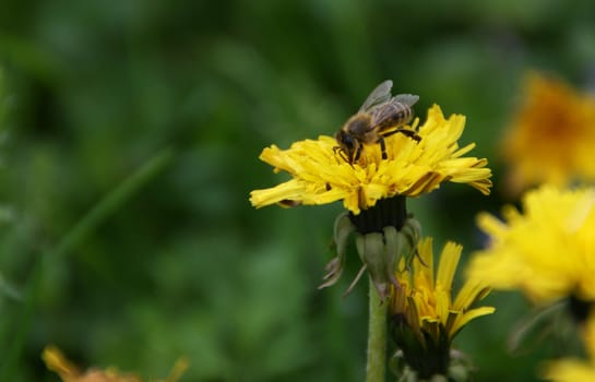 Bees photographed on a yellow flower. On the dandelion. In the natural environment.