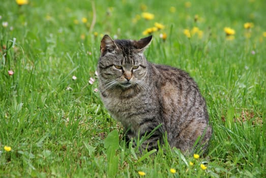 A cat with a tiger pattern captured in the field. Sit down, relax and enjoy nature.