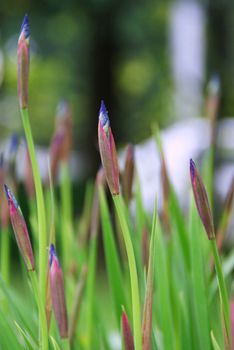 Flowers photographed in their natural environment.