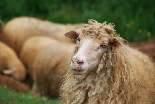 Sheep photographed in their natural environment. Close-up.