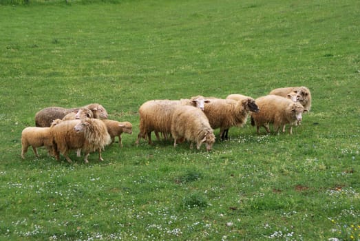 Photographed a flock of sheep that graze in the field of grass.