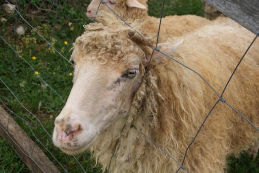 Sheep photographed pushing his head through the fence.
