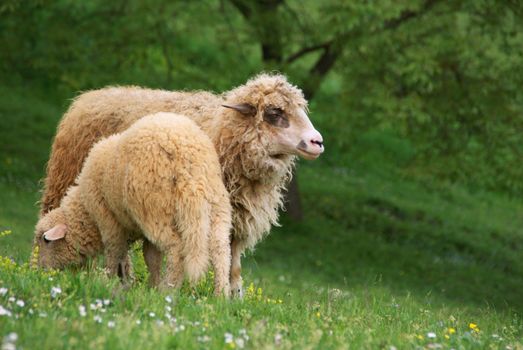 Two sheep photographed in the field. Increased sheep's mom. The smaller the baby sheep. Grazing.