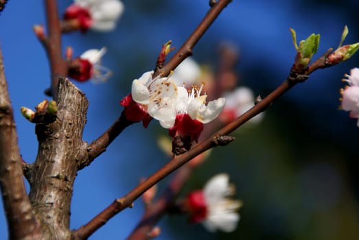 Cherry Blossoms photographed the sky to see blue in the background.