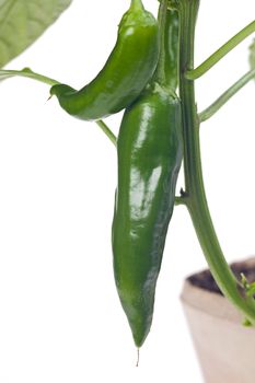 small chili hanging from the tree