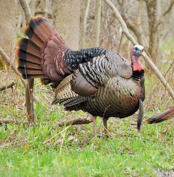 Strutting male wild turkey displaying in the spring mating season.