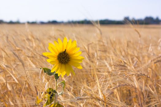 sunflower seeds at the barley field